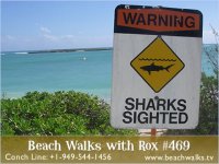 Beachwalks-BeachWalk469SharksInTown448.jpg