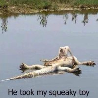 squeeky toy.jpg