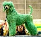 poodle.jpg