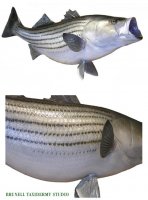 striped_bass_large.jpg