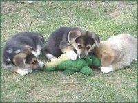 Florida dog pack kills gator.jpg