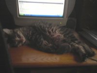 computer cat.jpg