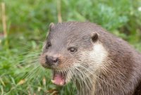 Cute_Otter.jpg