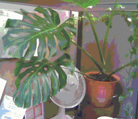 Monster Plant.gif