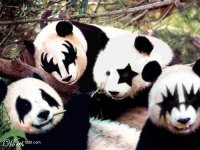 Cool pandas.jpg