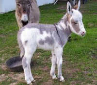 minidonkey.jpg