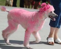 PinkPoodle.jpg