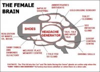 femalebrain.jpg