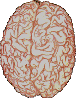 malebrain.gif