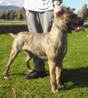 presa-canario2.jpg