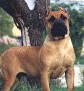 presa-canario-canary-dogs-02.jpg