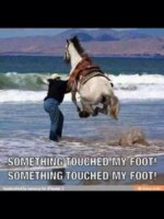 scared-horse-jumping-in-ocean.jpg