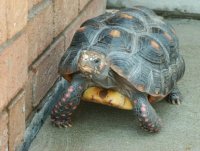 red-foot-tortoise-and-enclosure_3286443.jpg