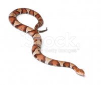 copperhead.jpg