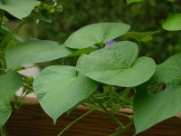 1280px-Morning_Glory_Leaves_3284px.jpg