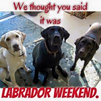 labrador weekend.jpg