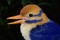 dnews-files-2015-10-male-mustached-kingfisher-151001.jpg