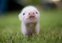 tinypig.jpg