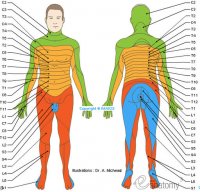 spinal-nerve-dermatome-anatomy-schematic_medical512.jpg