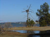 osprey tree.jpg