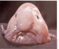 blobfish.jpg