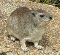 hyrax..jpg