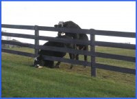 cow-stuck-in-fence-getting-boned-funny.jpg