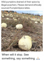 pumpkins-drained-of-their-spice.png