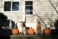 s-Dogs Pumpkins.jpg