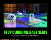 baby seals.jpg