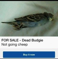 pun dead bird.jpg