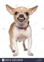 ChihuahuaTeeth2.jpg