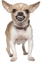 Chihuahuateeth.jpg