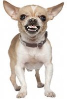 Chihuahuateeth3.jpg