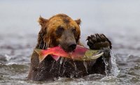 salmonbbear-820x500.jpg