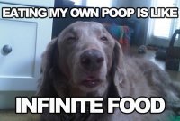 High-Dog-Eating-Poop-Meme.jpg