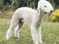 Bedlington-Terrier-9.jpg