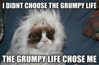 grumpy life.jpg