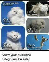 hurricane cats.jpg