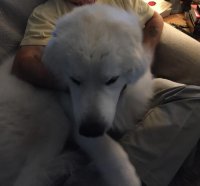 lap dog 2.jpg