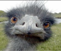 emu.jpg