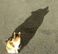 funny-cat-shadow.jpg