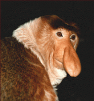 proboscis-monkey.gif