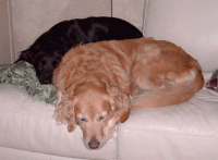 Brandie-&-Sammie2.gif