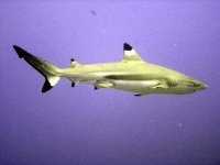 black tip.jpg