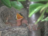 babyrobin-1.jpg