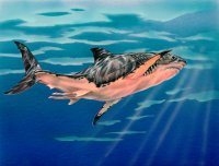 The mega-tooth macro-predatory shark megalodon (Carcharocles megalodon).  Illustration by Tim Scheirer. © Calvert Marine Museum.