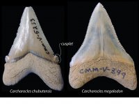 Teeth of the two monster-sharks; left – the ancestor, Carcharocles chubutensis, with lateral cusplets at the base of the serrated cutting edge of the tooth, and right Carcharocles megalodon, no lateral cusplets at the base of its cutting edge. (Text written on the teeth are their Museum catalogue numbers).