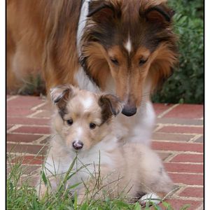 My Shelties