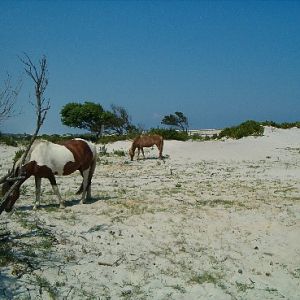 Assateague Island